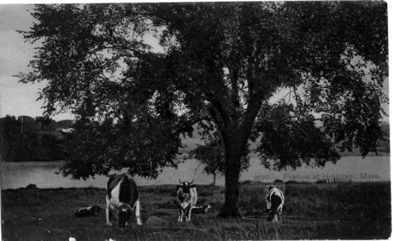 Pasture at Hingham